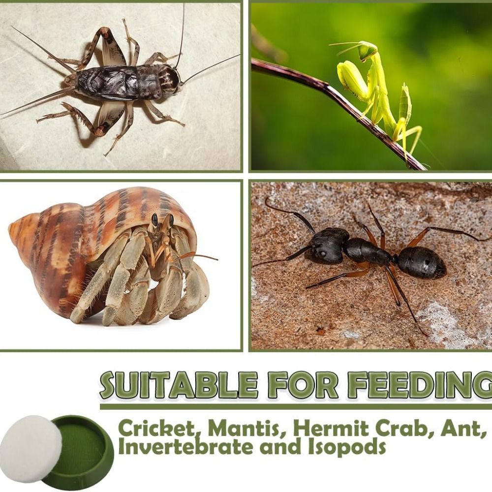 ชุดชามป้อนอาหารสัตว์เลื้อยคลาน - Water Dish Reptile บทวิจารณ์และราคา